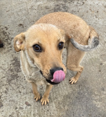 Suki, Mix - Hündin