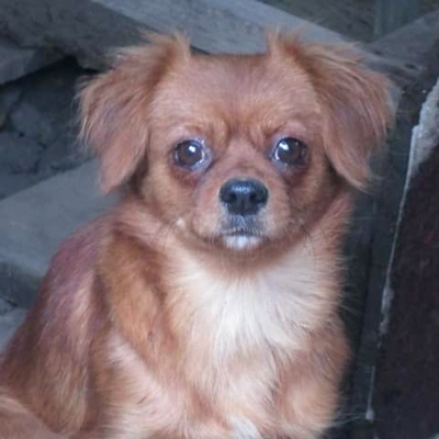 Suki, Tibet Spaniel Chihuahua - Hündin