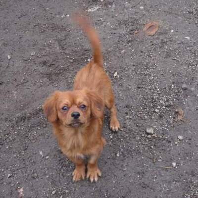 Suki, Tibet Spaniel Chihuahua - Hündin