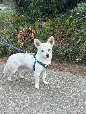Suki & Yuma möchten auch in Zukunft Seite an Seite durchs Leben gehen, Chihuahua - Mischling - Hündin