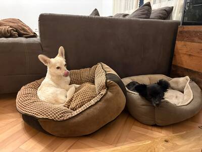 Suki & Yuma möchten auch in Zukunft Seite an Seite durchs Leben gehen, Chihuahua - Mischling - Hündin