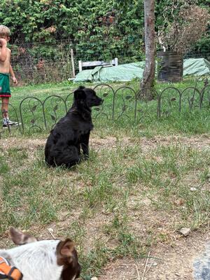Suki & Yuma möchten auch in Zukunft Seite an Seite durchs Leben gehen, Chihuahua - Mischling - Hündin