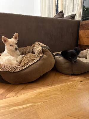 Suki & Yuma möchten auch in Zukunft Seite an Seite durchs Leben gehen, Chihuahua - Mischling - Hündin