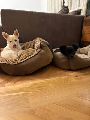 Suki & Yuma möchten auch in Zukunft Seite an Seite durchs Leben gehen, Chihuahua - Mischling - Hündin