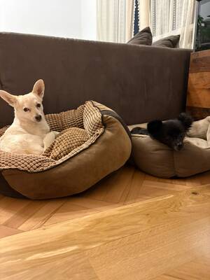 Suki & Yuma möchten auch in Zukunft Seite an Seite durchs Leben gehen, Chihuahua - Mischling - Hündin