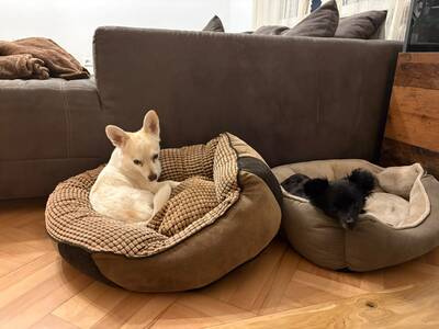 Suki & Yuma möchten auch in Zukunft Seite an Seite durchs Leben gehen, Chihuahua - Mischling - Hündin