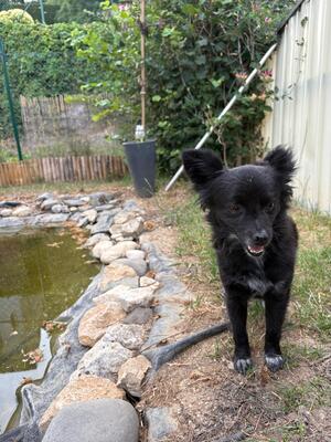 Suki & Yuma möchten auch in Zukunft Seite an Seite durchs Leben gehen, Chihuahua - Mischling - Hündin