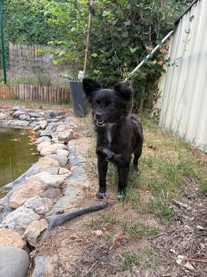 Suki & Yuma möchten auch in Zukunft Seite an Seite durchs Leben gehen, Chihuahua - Mischling - Hündin