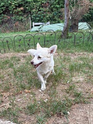 Suki & Yuma möchten auch in Zukunft Seite an Seite durchs Leben gehen, Chihuahua - Mischling - Hündin