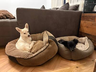 Suki & Yuma möchten auch in Zukunft Seite an Seite durchs Leben gehen, Chihuahua - Mischling - Hündin
