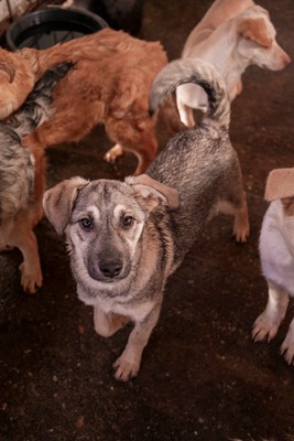 ✨ Suki – das hübsche Hundemädel von der Strasse ✨