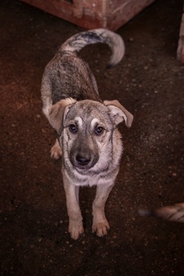 ✨ Suki – das hübsche Hundemädel von der Strasse ✨, Mischling Welpen - Hündin