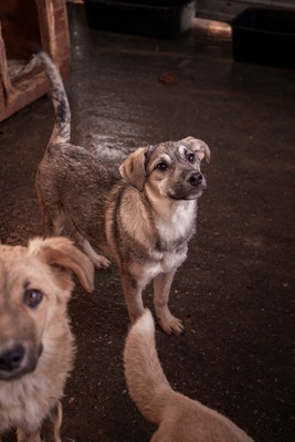 ✨ Suki – das hübsche Hundemädel von der Strasse ✨, Mischling Welpen - Hündin