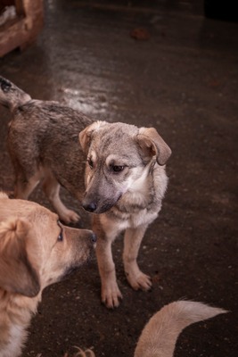 ✨ Suki – das hübsche Hundemädel von der Strasse ✨, Mischling Welpen - Hündin