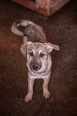 ✨ Suki – das hübsche Hundemädel von der Strasse ✨, Mischling Welpen - Hündin