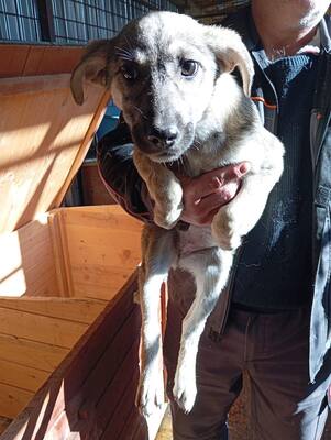 ✨ Suki – das hübsche Hundemädel von der Strasse ✨, Mischling Welpen - Hündin