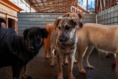 ✨ Suki – das hübsche Hundemädel von der Strasse ✨, Mischling Welpen - Hündin