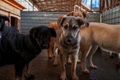 ✨ Suki – das hübsche Hundemädel von der Strasse ✨, Mischling Welpen - Hündin
