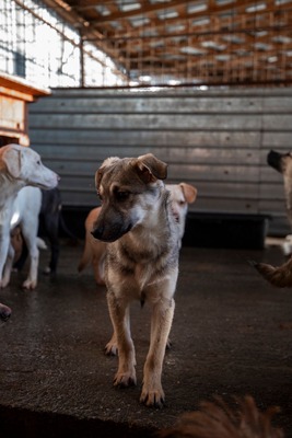 ✨ Suki – das hübsche Hundemädel von der Strasse ✨, Mischling Welpen - Hündin