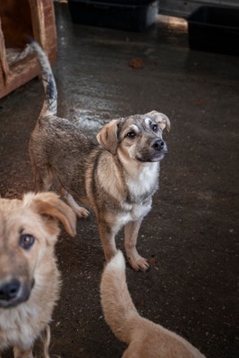 ✨ Suki – das hübsche Hundemädel von der Strasse ✨, Mischling Welpen - Hündin