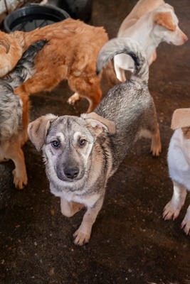 ✨ Suki – das hübsche Hundemädel von der Strasse ✨, Mischling Welpen - Hündin