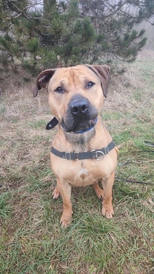 Sulky hübscher Mastiff Mix Rüde braucht ein sportliches Zuhause, Mastiff Mix - Rüde