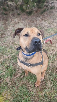 Sulky hübscher Mastiff Mix Rüde braucht ein sportliches Zuhause, Mastiff Mix - Rüde