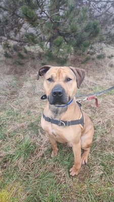 Sulky hübscher Mastiff Mix Rüde braucht ein sportliches Zuhause, Mastiff Mix - Rüde