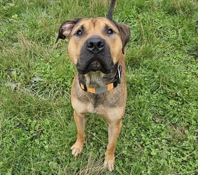 Sulky hübscher Mastiff Mix Rüde braucht ein sportliches Zuhause, Mastiff Mix - Rüde