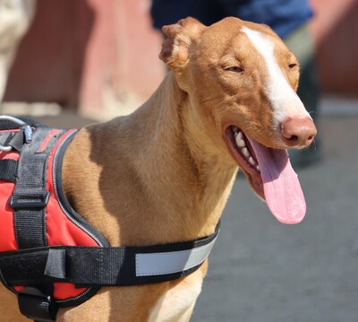 Sultan, Podenco Andaluz - Rüde