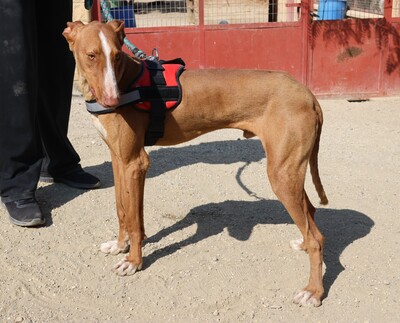 Sultan, Podenco Andaluz - Rüde