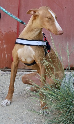 Sultan, Podenco Andaluz - Rüde