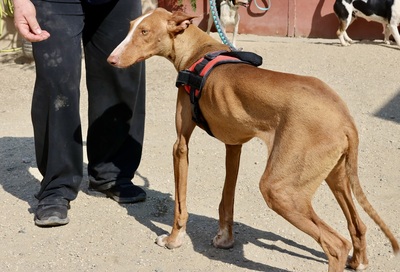 Sultan, Podenco Andaluz - Rüde