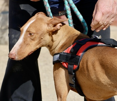 Sultan, Podenco Andaluz - Rüde