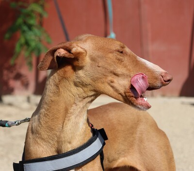 Sultan, Podenco Andaluz - Rüde