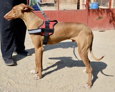 Sultan, Podenco Andaluz - Rüde