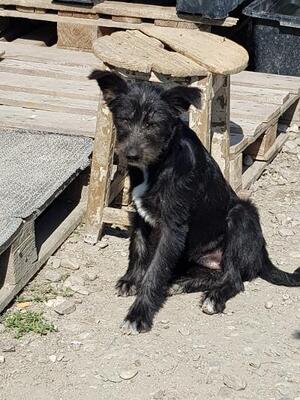 Summer, Mischling - Hündin