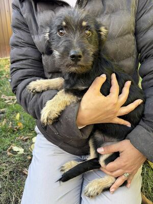 Summer, Mischling Welpen - Hündin