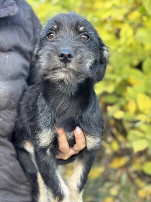 Summer, Mischling Welpen - Hündin