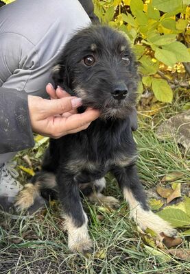 Summer, Mischling Welpen - Hündin