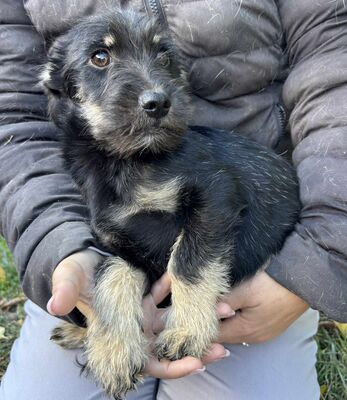 Summer, Mischling Welpen - Hündin