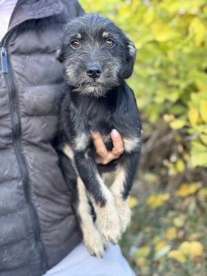 Summer, Mischling Welpen - Hündin