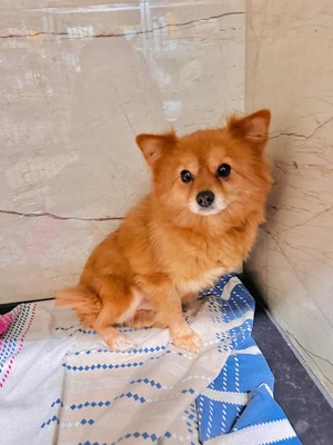 💐 Sundance (W), ca. 8 Jahre, Slowakei - kuschelt gerne, Spitz-Mix - Hündin
