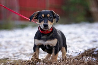 Sunny, Fox/Pinscher-Mix Welpen - Hündin