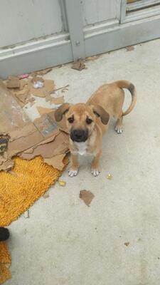 Sunny, Mischling - Hündin