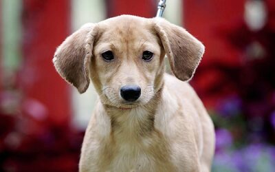 Sunny, Mischling Welpen - Hündin