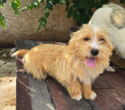 Sunny, Mix - Hündin