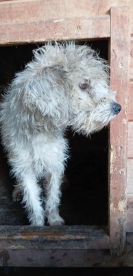 🌞 Sunny – ein kleines graues Mäuslein sucht ein liebevolles Zuhause 🌞