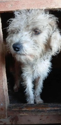 🌞 Sunny – ein kleines graues Mäuslein sucht ein liebevolles Zuhause 🌞, Mischling - Hündin