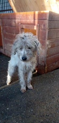 🌞 Sunny – ein kleines graues Mäuslein sucht ein liebevolles Zuhause 🌞, Mischling - Hündin